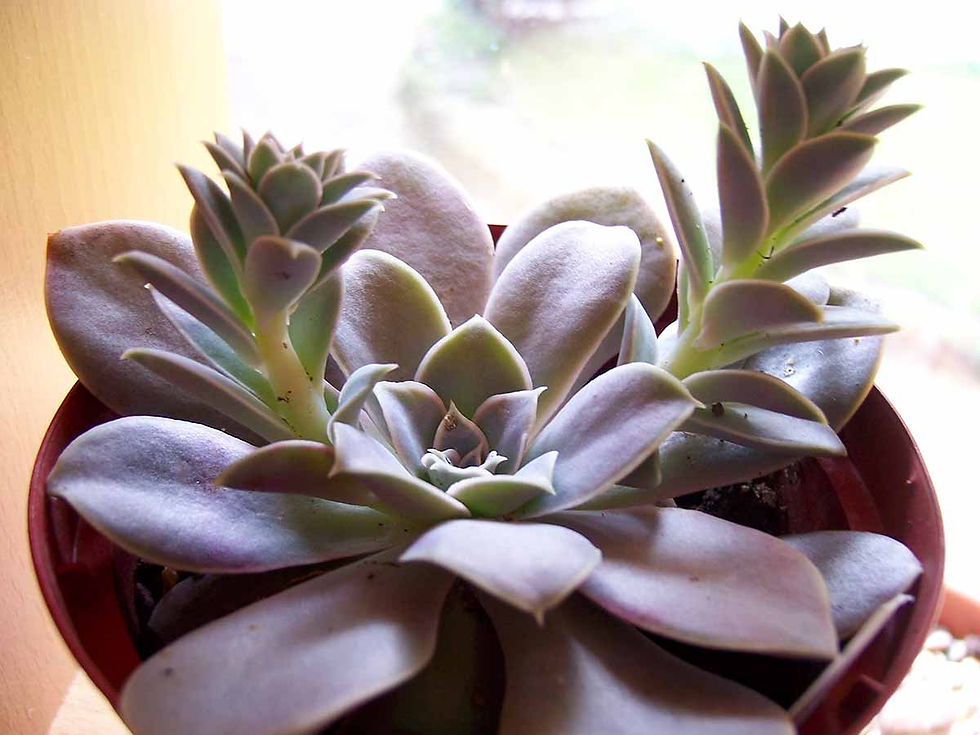 Echeveria diffractens avec tiges florales