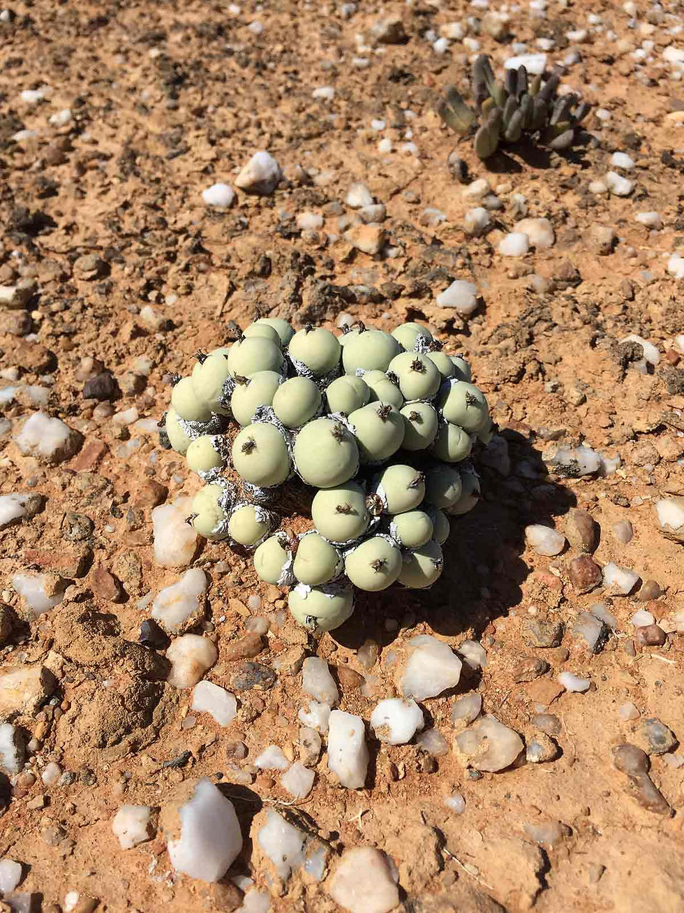 Succulente Conophytum calculus ssp. calculus