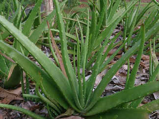 Aloe vera