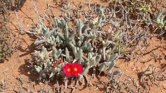 Cephalophyllum alstonii