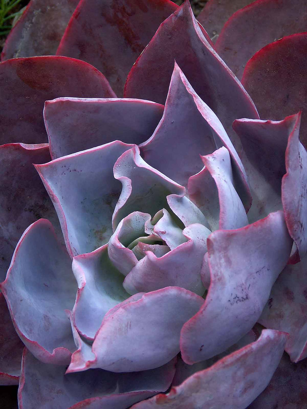 Succulente Echevria Afterglow