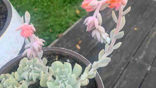 Echeveria Runyonii: Les Secrets de la Reproduction Révélés!