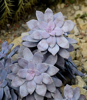 Photo succulente Graptopetalum superbum