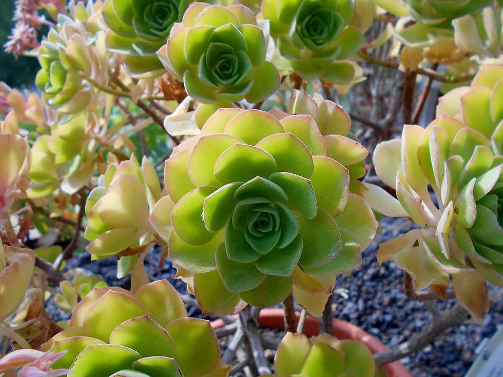 Aeonium castello-paivae 'Kiwi'