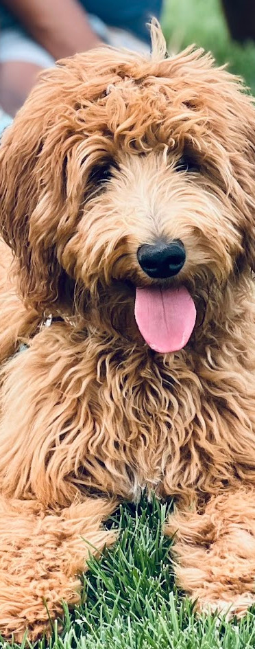 Health tested goldendoodle mom