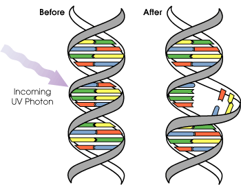 dna_mutation.gif