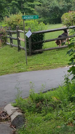 Phone Pole Poetry & Ozzy