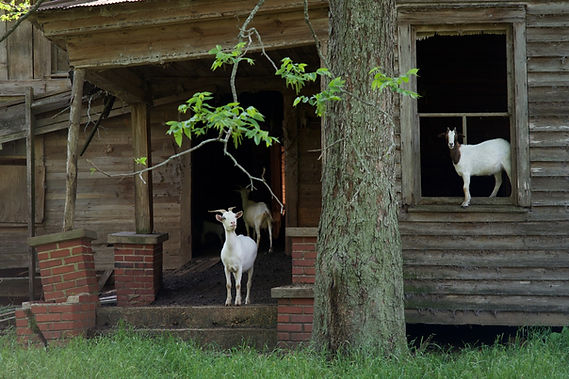 Goat Farm