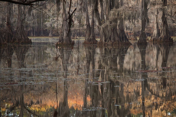 Caddo Swamp