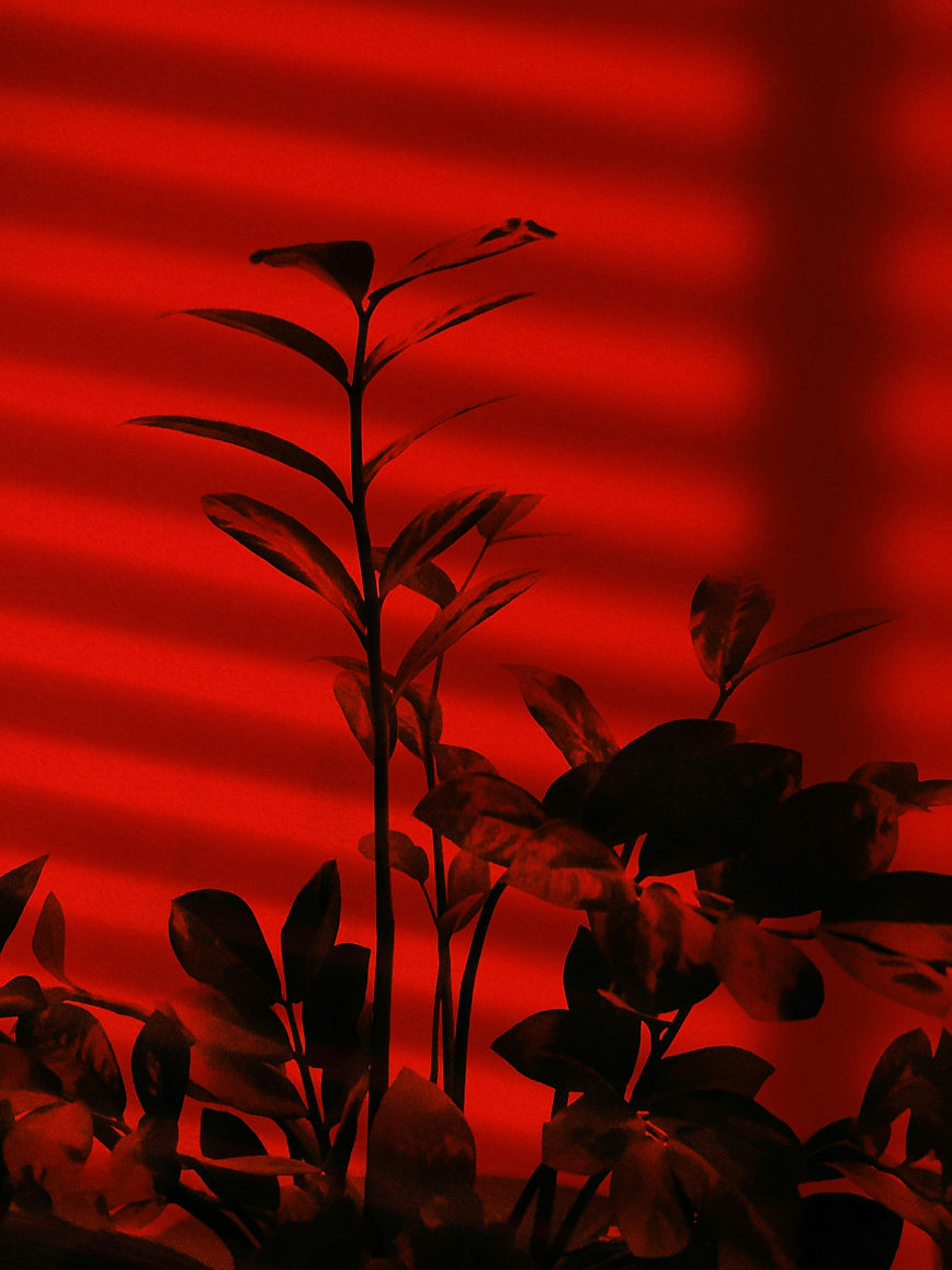 image by Alex Kalinin