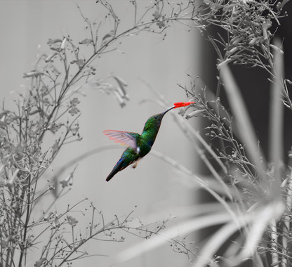 Alex Umut Kumas - Hummingbird in St Lucia.jpeg