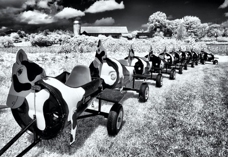 AllInARow - David Greenfield - All in a Row_DG_Moo.jpeg