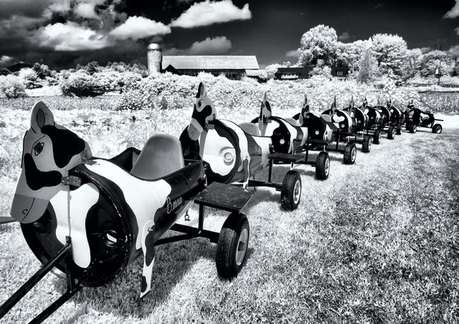 AllInARow - David Greenfield - All in a Row_DG_Moo.jpeg