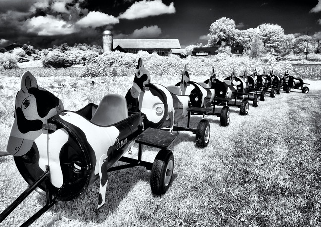 AllInARow - David Greenfield - All in a Row_DG_Moo.jpeg