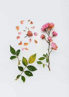 Conjunto flores variadas que representa a los grupos de mujeres al liberar su voz explorandola con el metodo anatomia vocal funcional