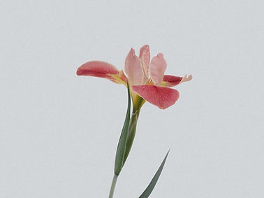 flor sesion individual.jpg