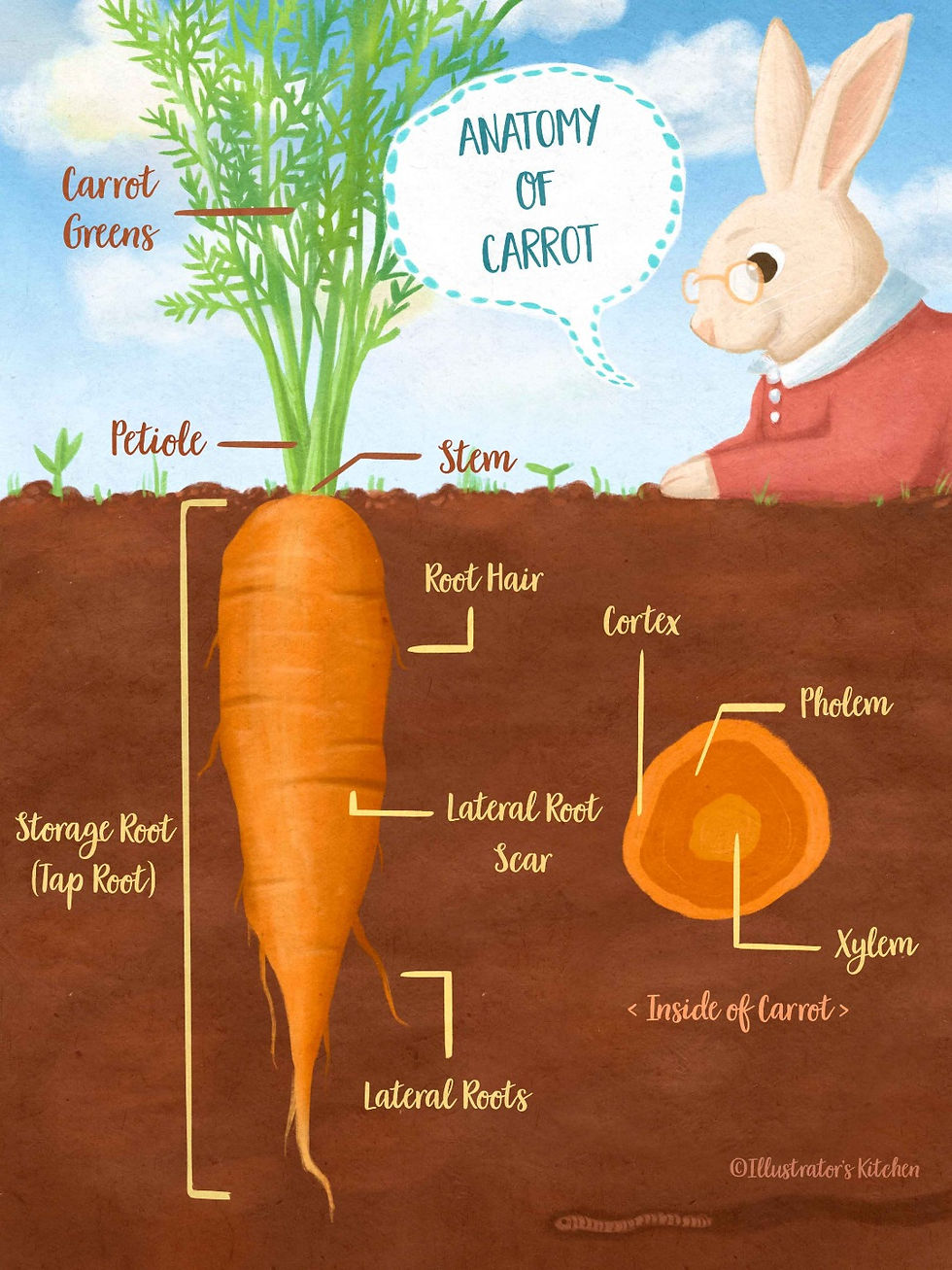 Anatomy of Carrot