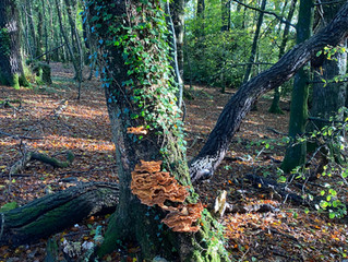 Wonderful Woodland Walk