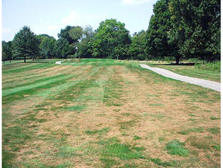 Gray Leaf Spot disease on perennial ryegrass has arrived in Britain!  