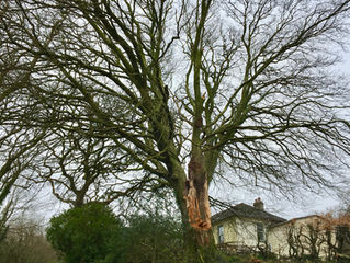 Mature Beech dismantle - Darite May '19