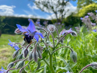 Why change from grass to wildflower...?