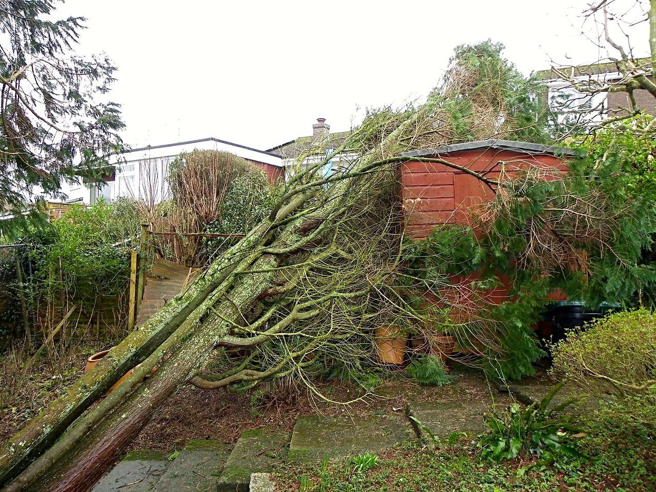 Garden wind blown
