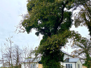 Tackling the 'Ivy Monster!'