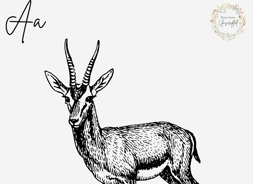Aa Antelope Alphabet Animal Flashcard