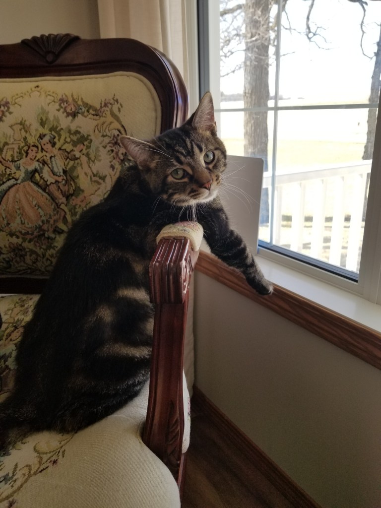 A tabby cat on a floral-patterned chair gazes out a window, with trees and light visible outside. The setting is cozy and calm.