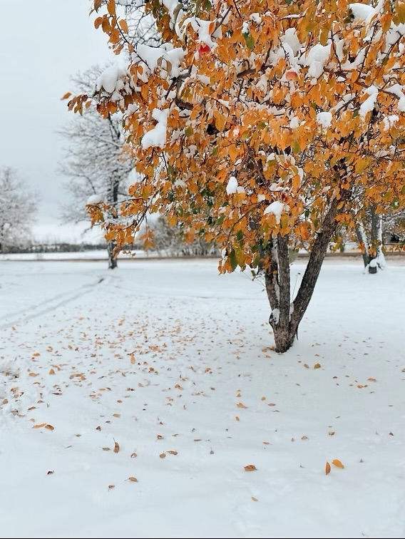 Tree with orange leaves on snowy ground, covered in snow. Background of more snow-covered trees. Overcast sky, serene winter scene.