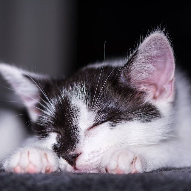 20. Resting up after a whirlwind trip to Toronto for a CNET National NeuroEndocrine Conference!