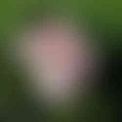 Fuzzy pink handmade crochet baby booties with white flower and gold bow tied onto the toe.