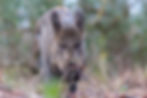Wild boar (Sus scrofa)