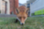 Urban fox (Vulpes vulpes)