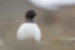 Little auk