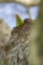 Parakeet