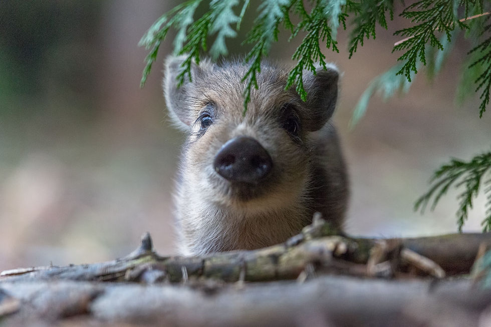 Wild boar (Sus scrofa)