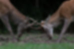 Red deer