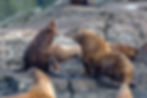 Sea lions (Otariinae)