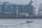 Harbour Seal (Phoca vitulina)