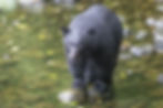 Black bear