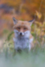 Red Fox (Vulpes vulpes)