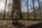 Grey squirrel