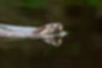 HS9A6208-Enhanced-NR