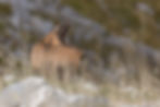 Chamois (Rupicapra pyrenaica ornata)