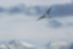 Arctic tern
