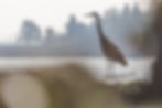 Great Blue Heron (Ardea herodias)