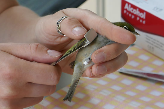 181218-17 Garden Bird Banding.JPG