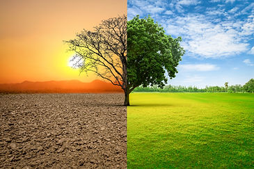 Split Tree OWNED Flipped.jpg