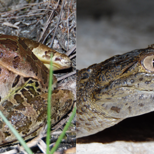 Anfibios y reptiles en el mundo maya